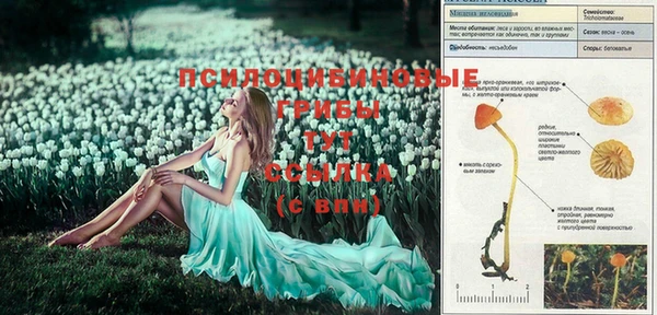 дмт Бородино